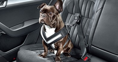 accessori auto per cani